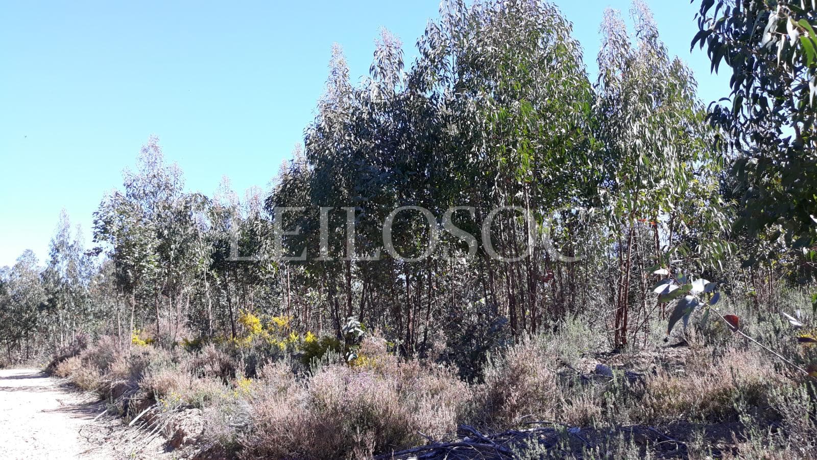 Terreno com +3 ha · Tomar — imagem 3