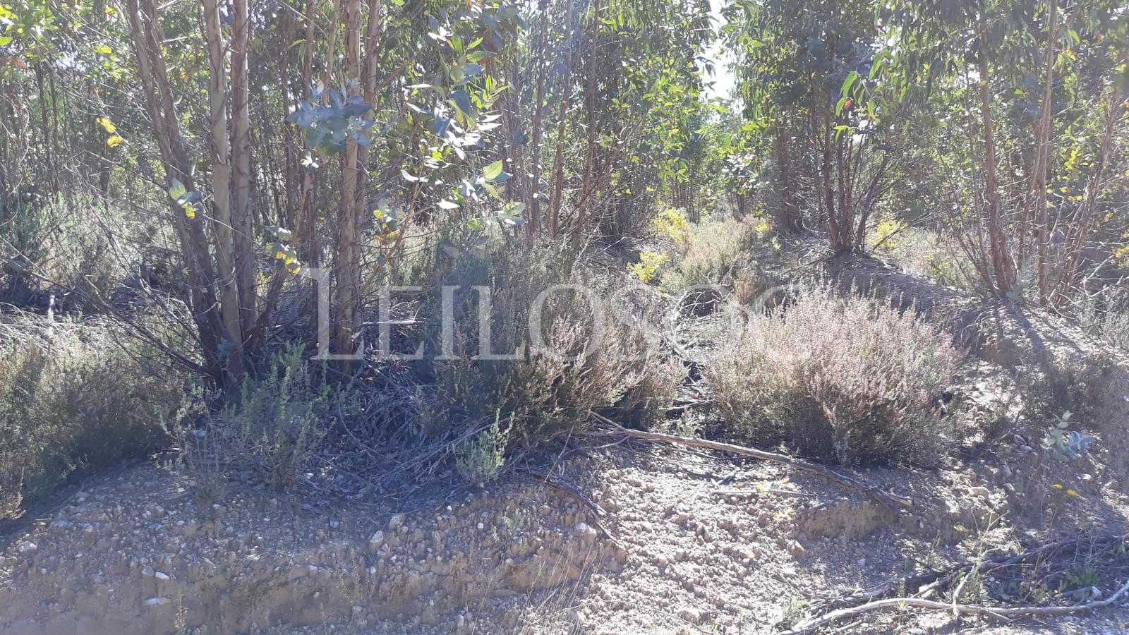 Terreno com +3 ha · Tomar — imagem 4