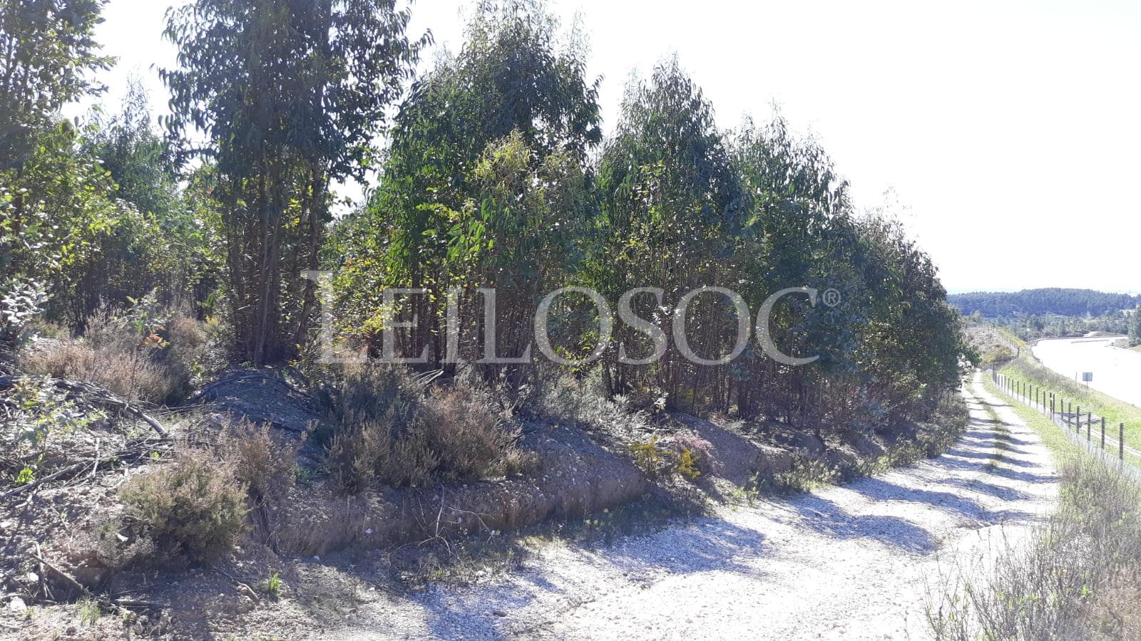 Terreno com +3 ha · Tomar — imagem 5