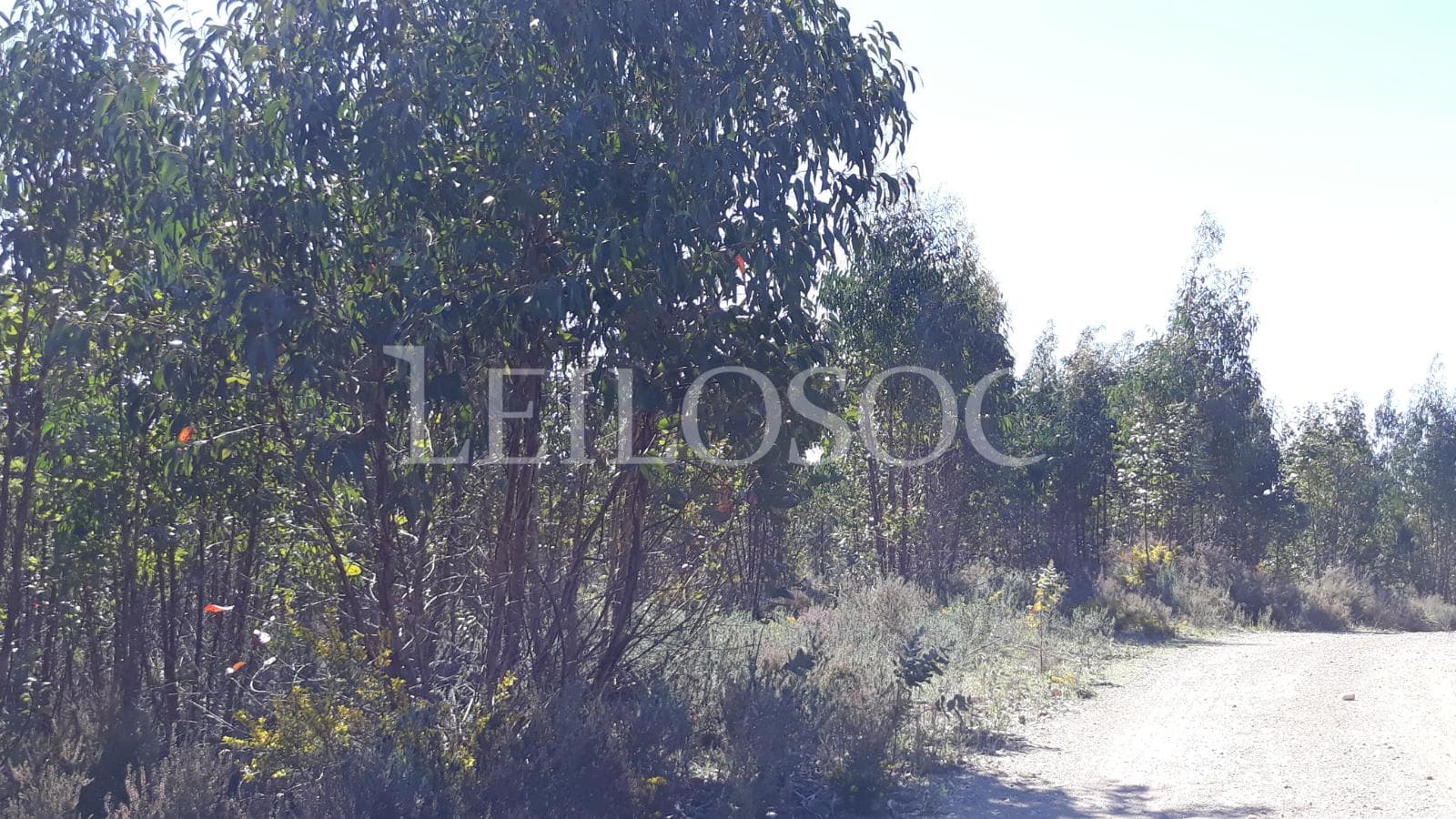 Terreno com +3 ha · Tomar — imagem 6