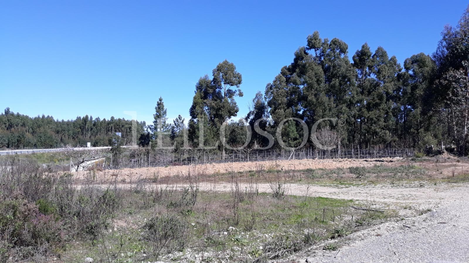 Terreno com +3 ha · Tomar — imagem 7