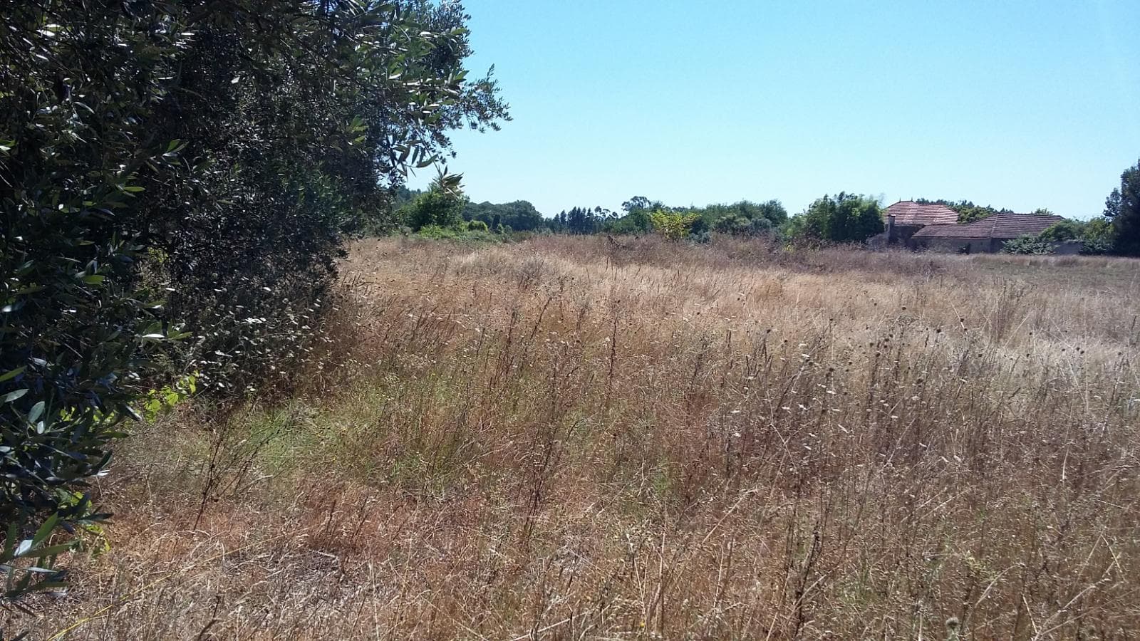 Terreno · Oliveira do Bairro — imagem 4