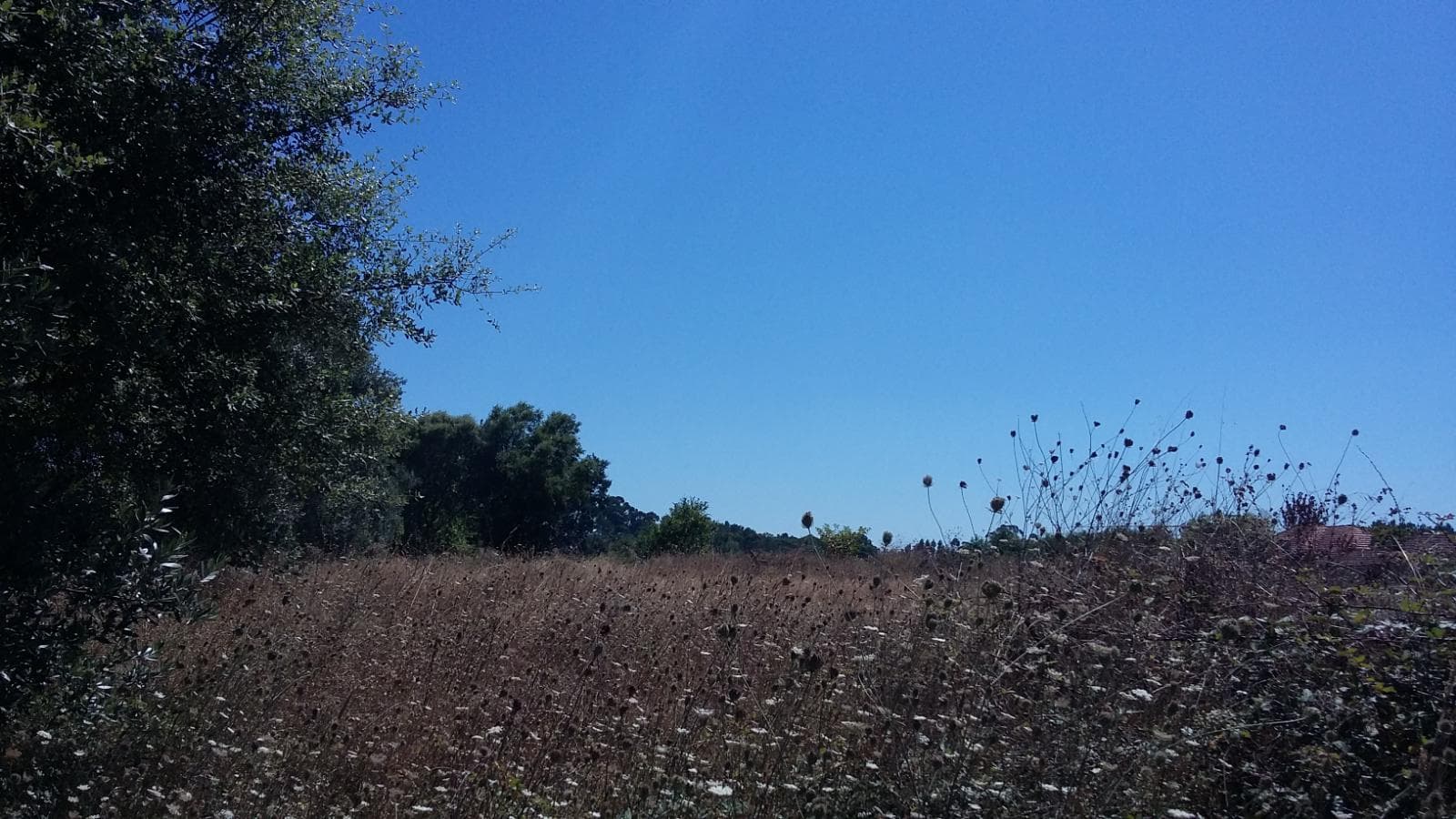 Terreno · Oliveira do Bairro — imagem 6