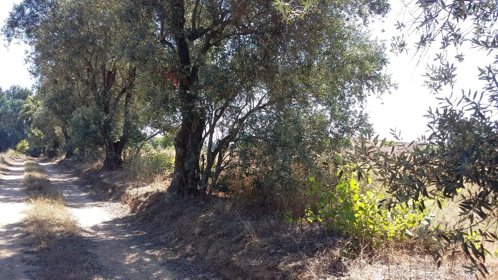 Terreno · Oliveira do Bairro — imagem 2
