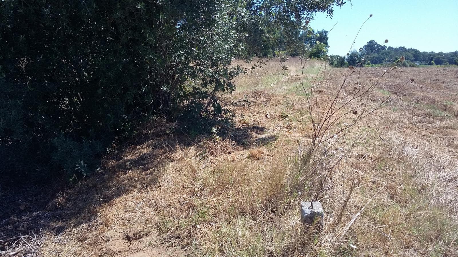 Terreno · Oliveira do Bairro — imagem 8