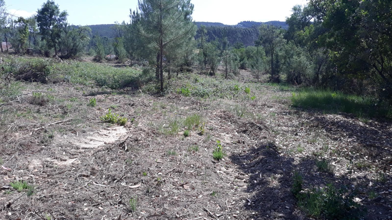 Terreno c/ Benfeitoria · Alcobaça — imagem 6
