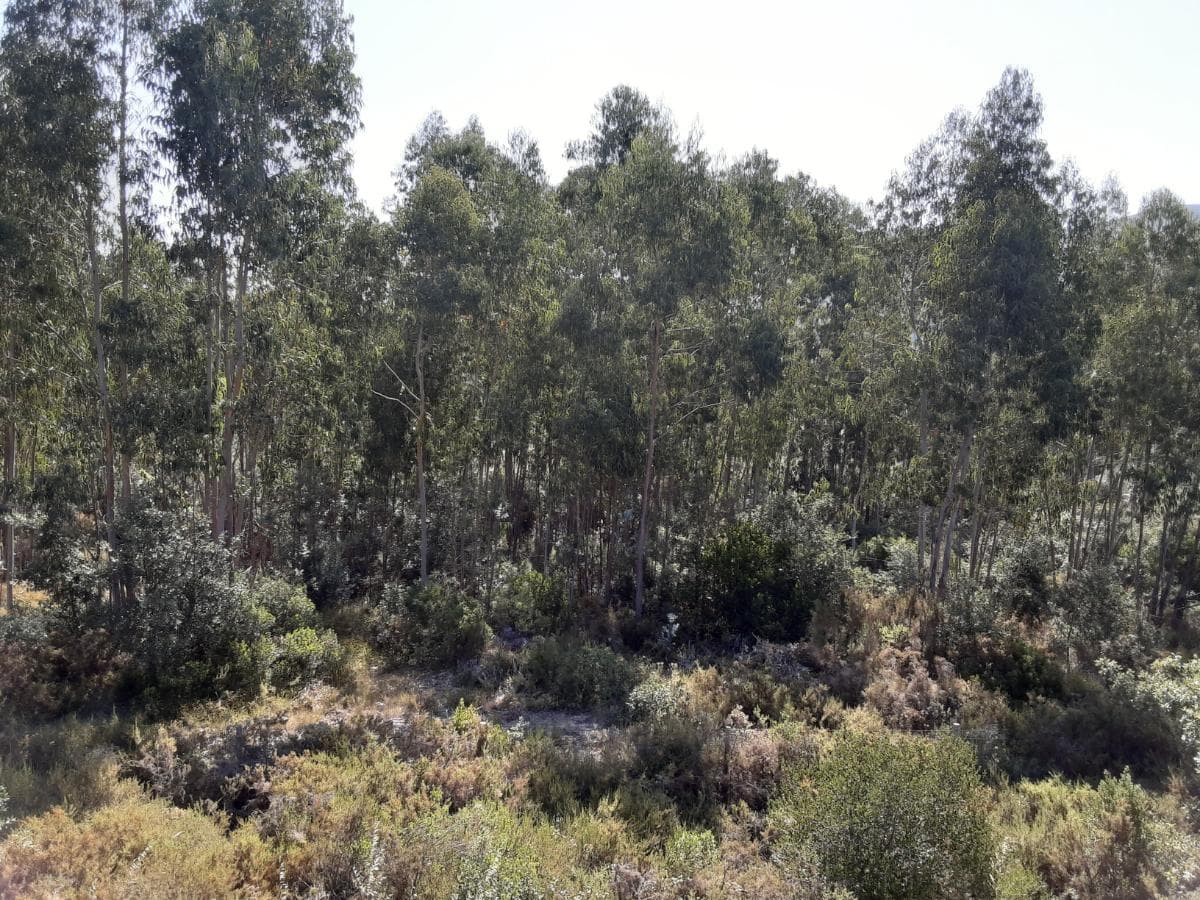 Quinhão Hereditário · Alcanena — image 1