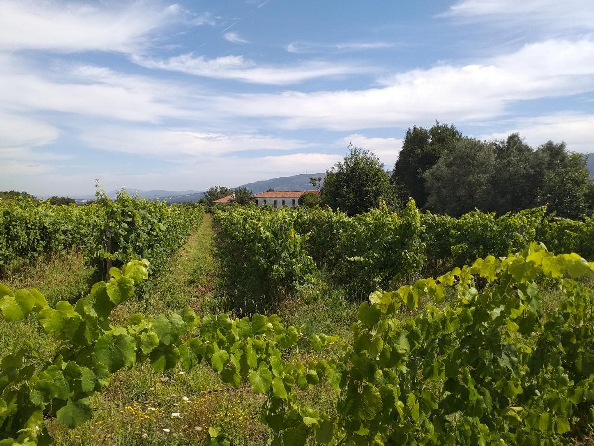 Quinta c/ Vinha · Valença — imagem 19