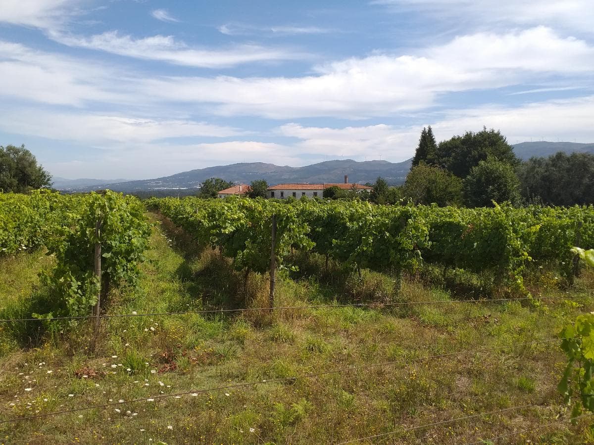 Quinta c/ Vinha · Valença — imagem 24