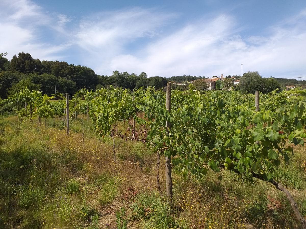 Quinta c/ Vinha · Valença — imagem 2