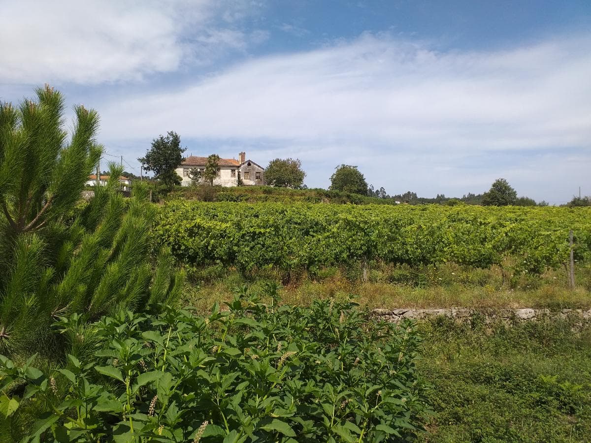 Quinta c/ Vinha · Valença — imagem 27