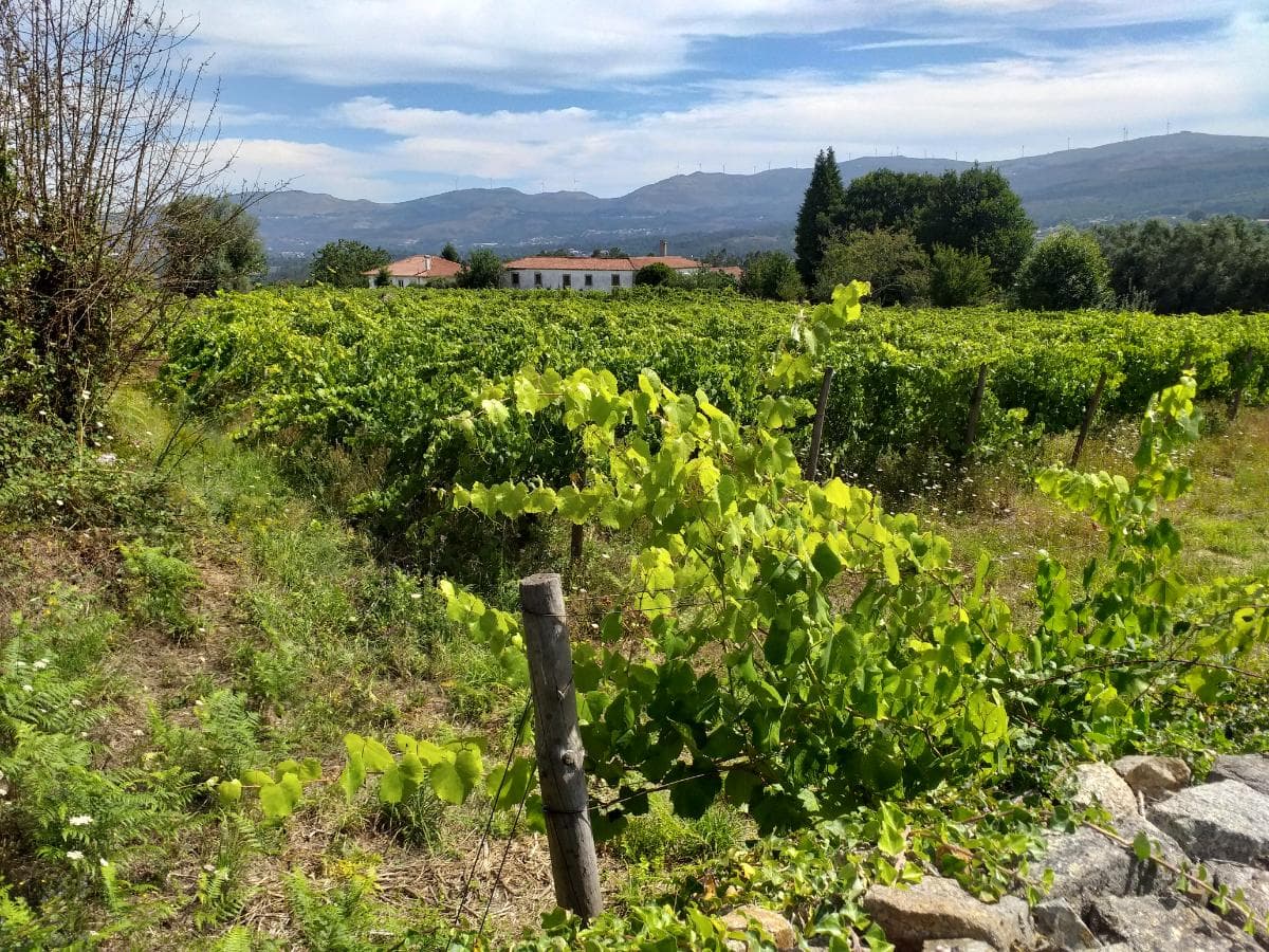 Quinta c/ Vinha · Valença — imagem 37