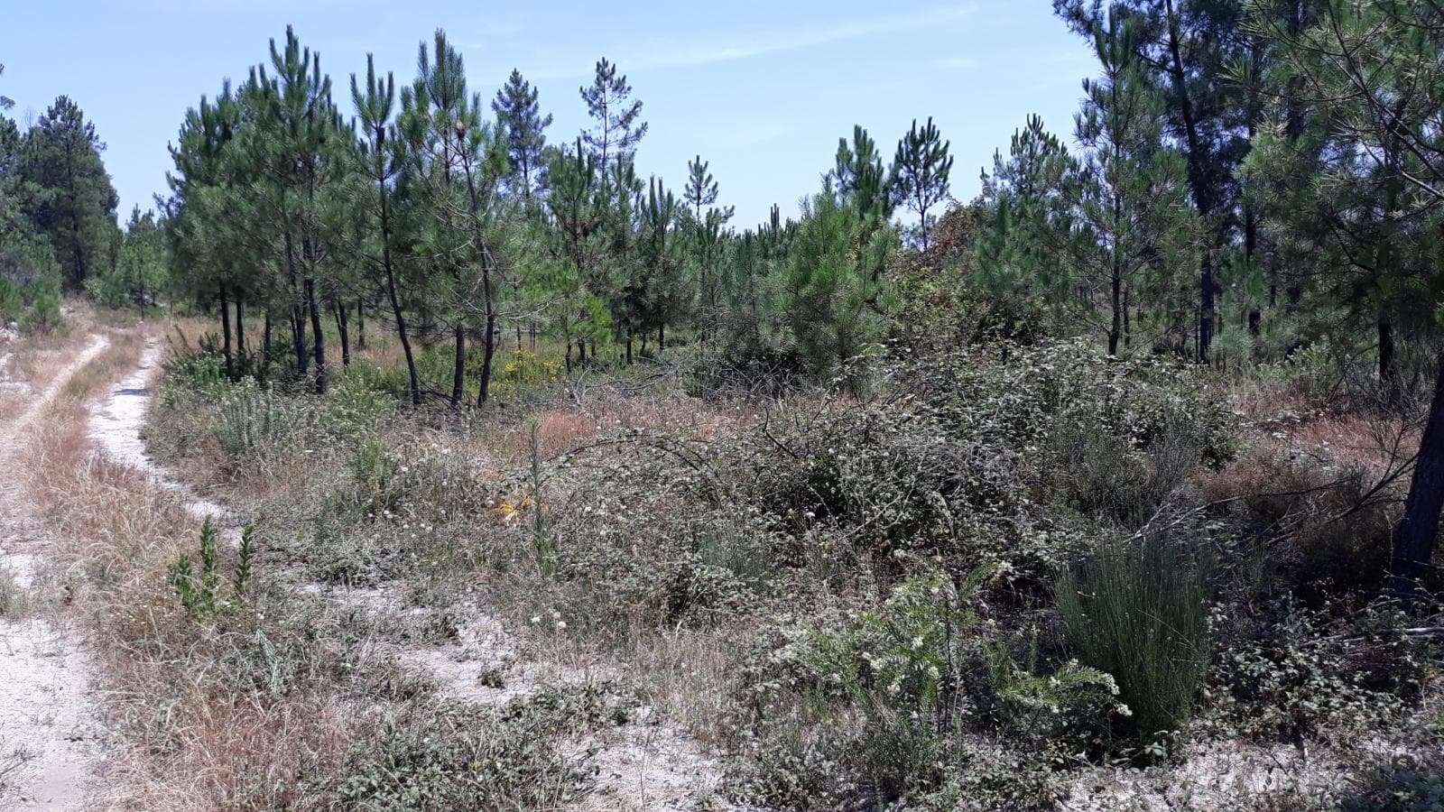Quinhão Hereditário · Nelas - Viseu — image 1