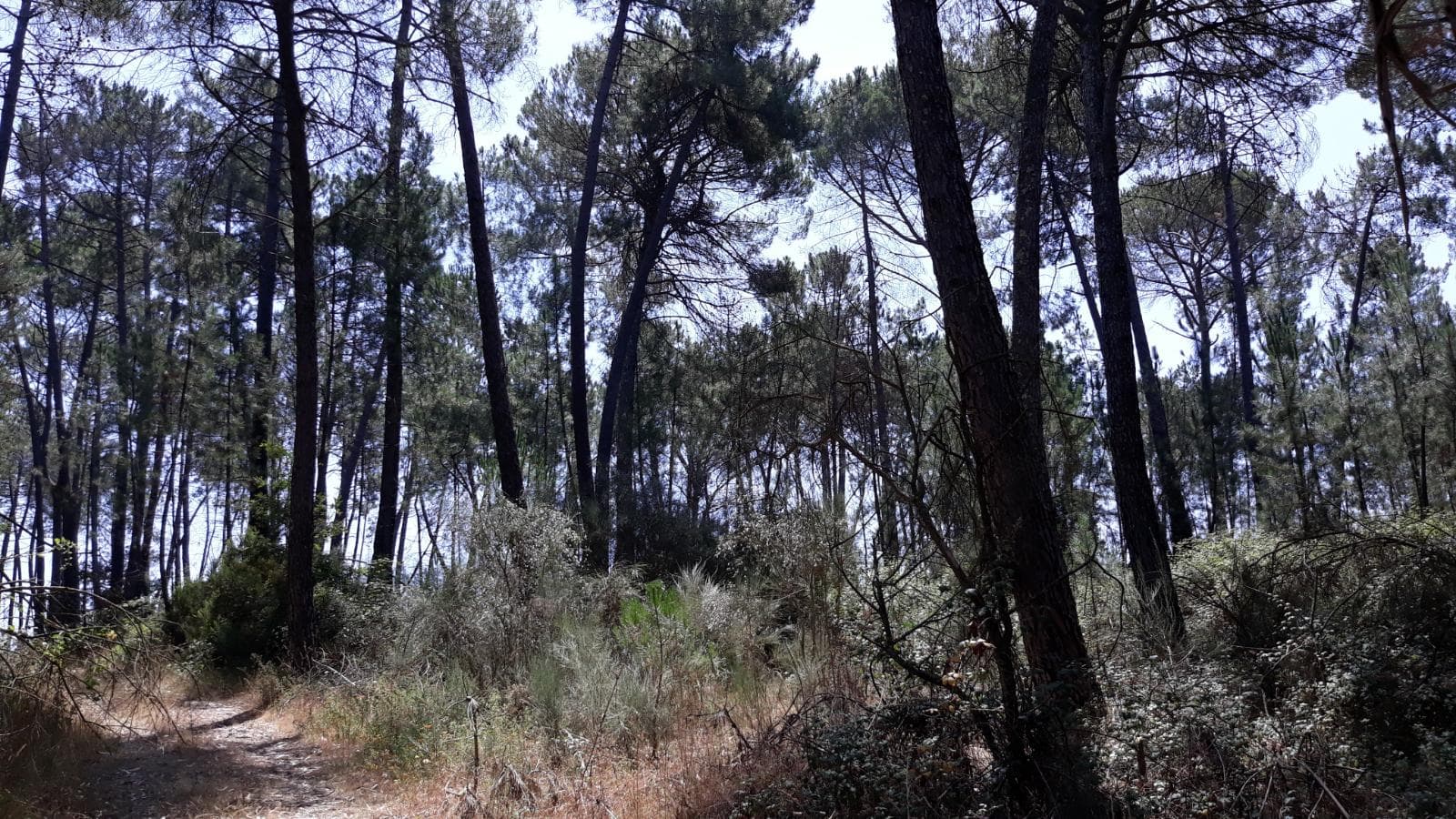 Quinhão Hereditário · Nelas - Viseu — image 2