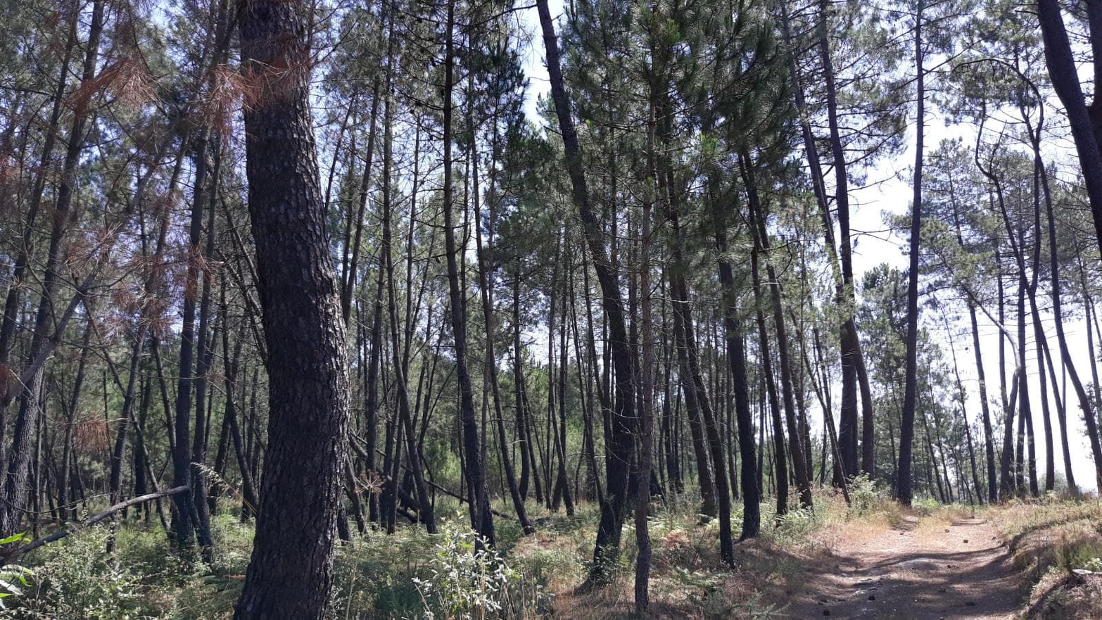 Quinhão Hereditário · Nelas - Viseu — image 3