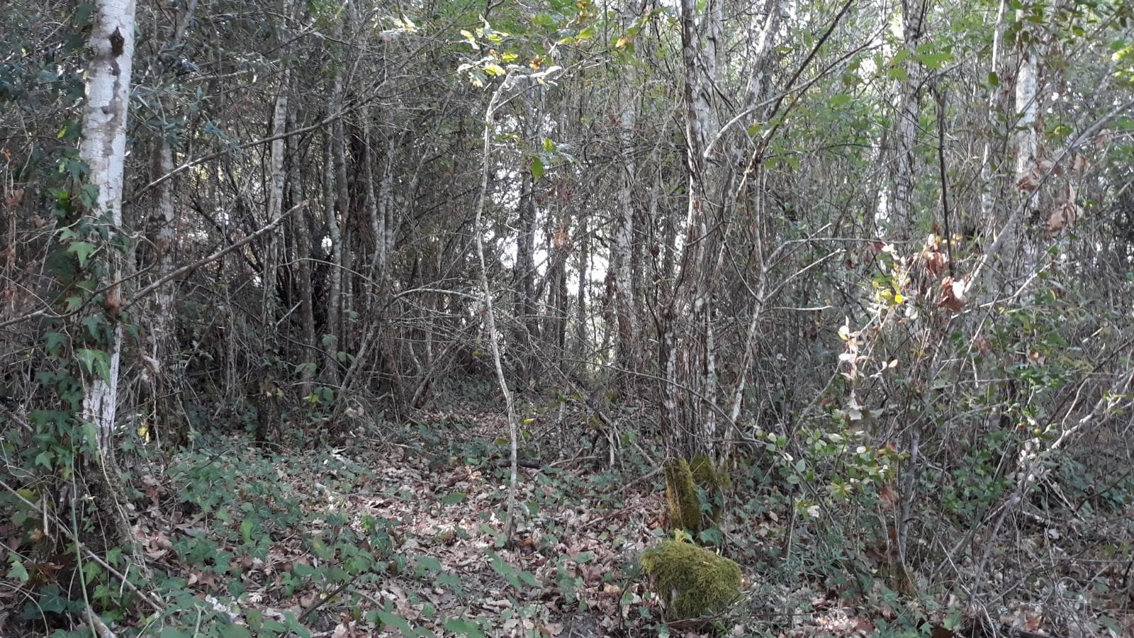 Terreno · Arganil — imagen 4