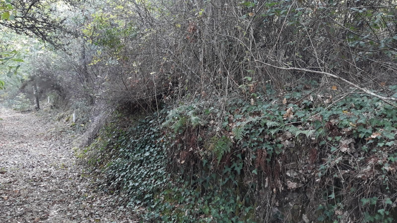 Terreno · Arganil — imagen 5