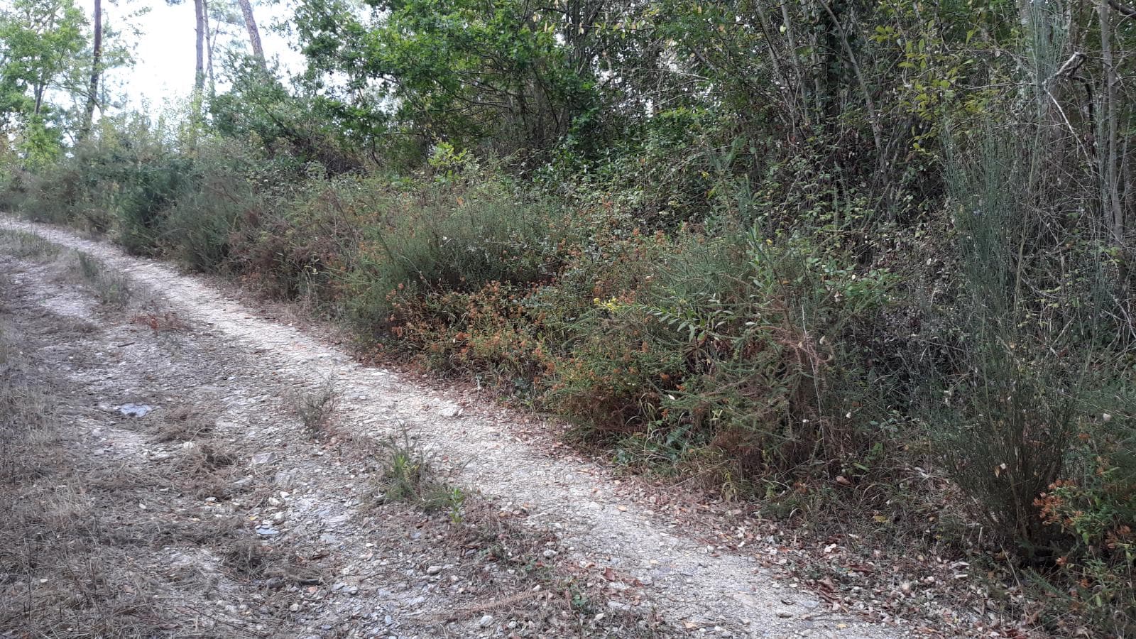 Terreno · Arganil — imagen 3