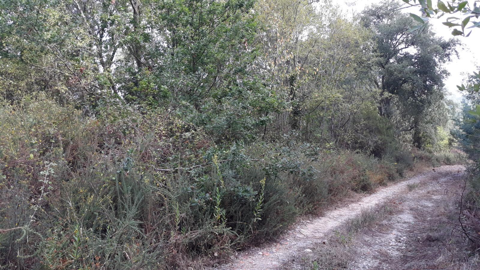Terreno · Arganil — imagen 1