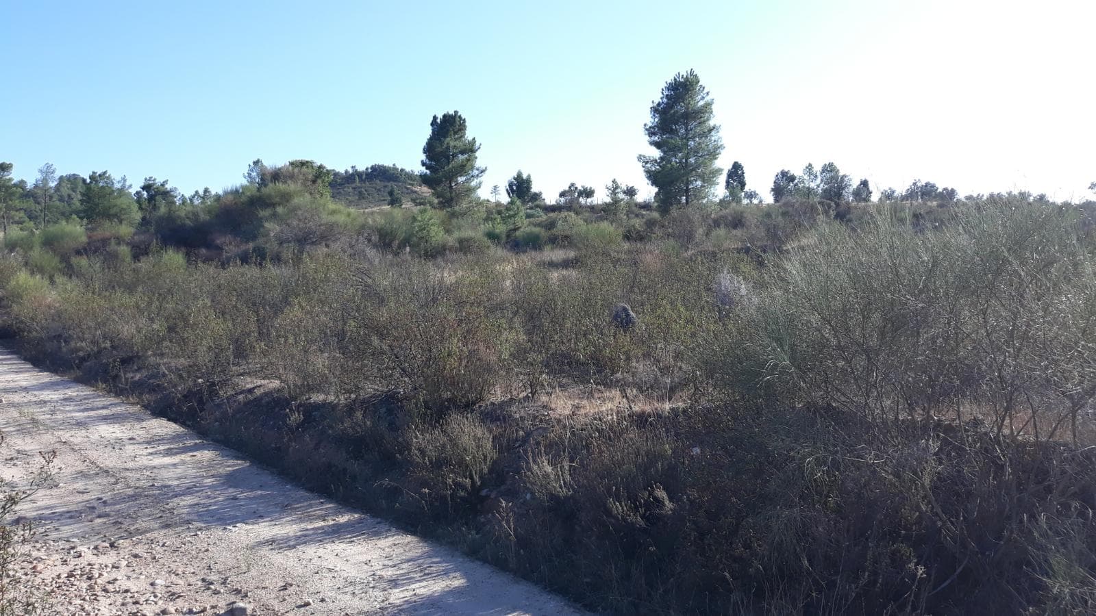 Terreno · Castelo Branco — imagem 1
