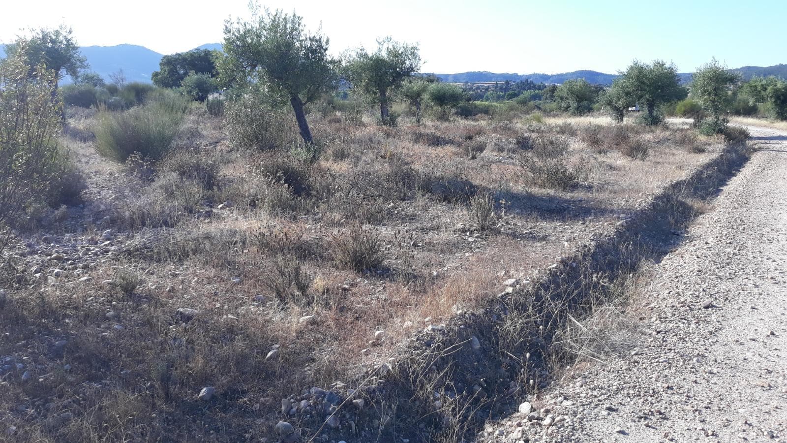 Terreno · Castelo Branco — imagem 3