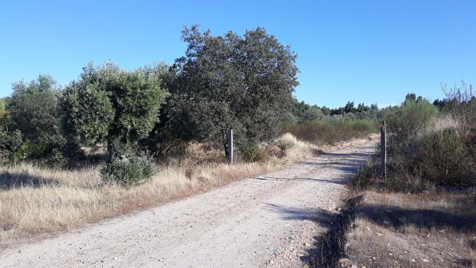 Terreno · Castelo Branco — imagem 4