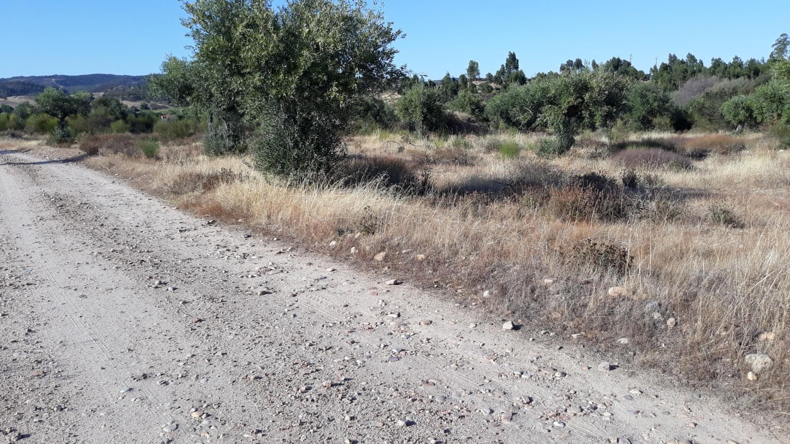 Terreno · Castelo Branco — imagem 6