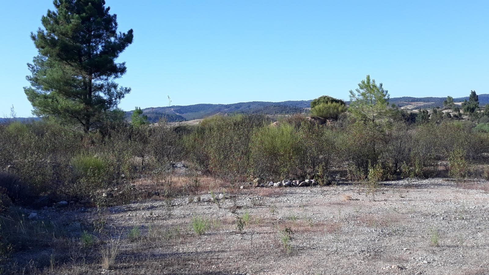 Terreno · Castelo Branco