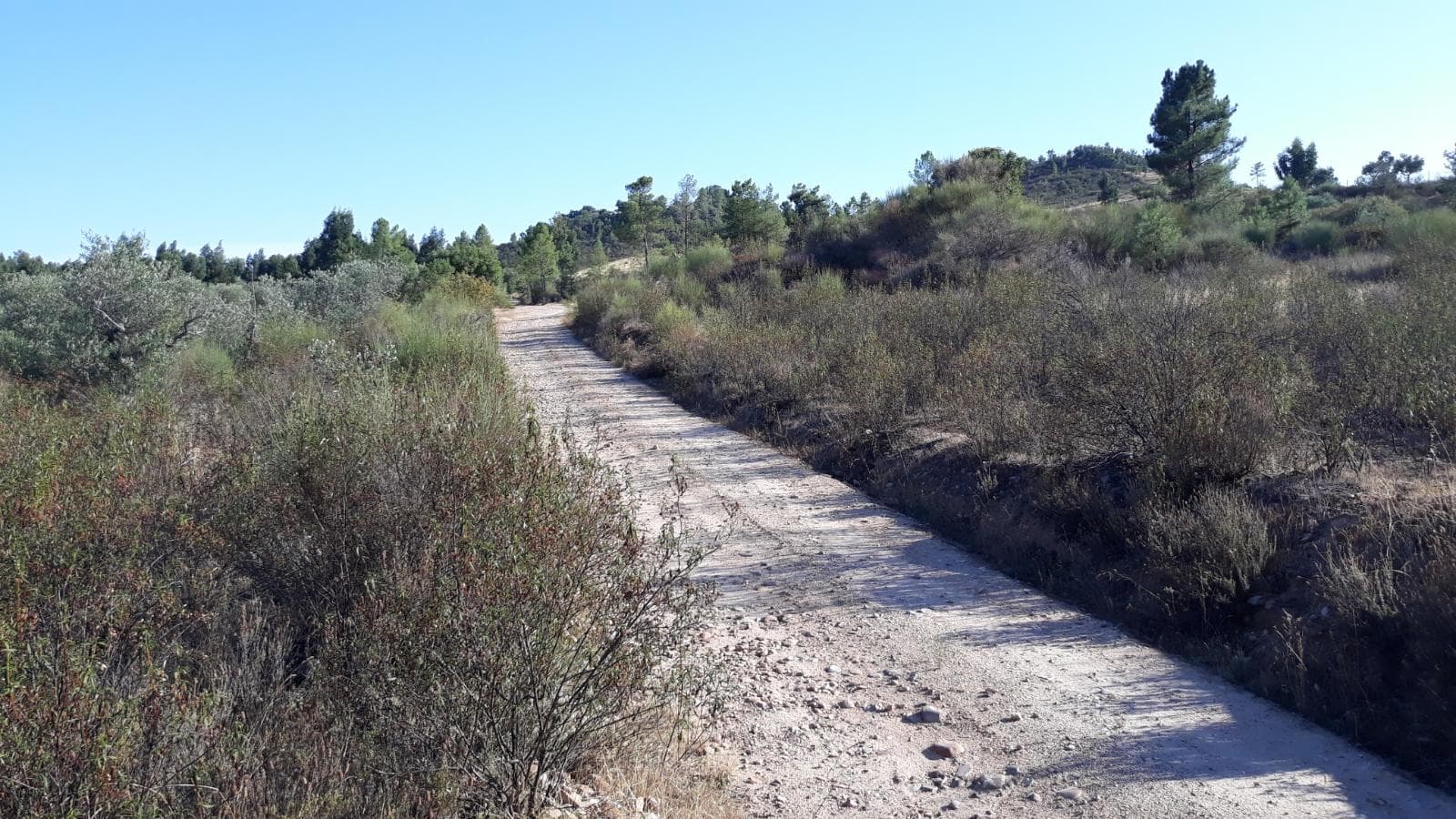 Terreno · Castelo Branco — imagem 3
