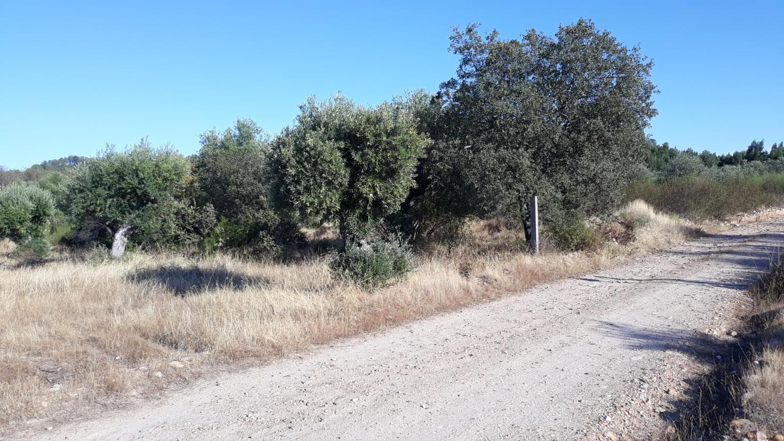 Terreno · Castelo Branco — imagem 2