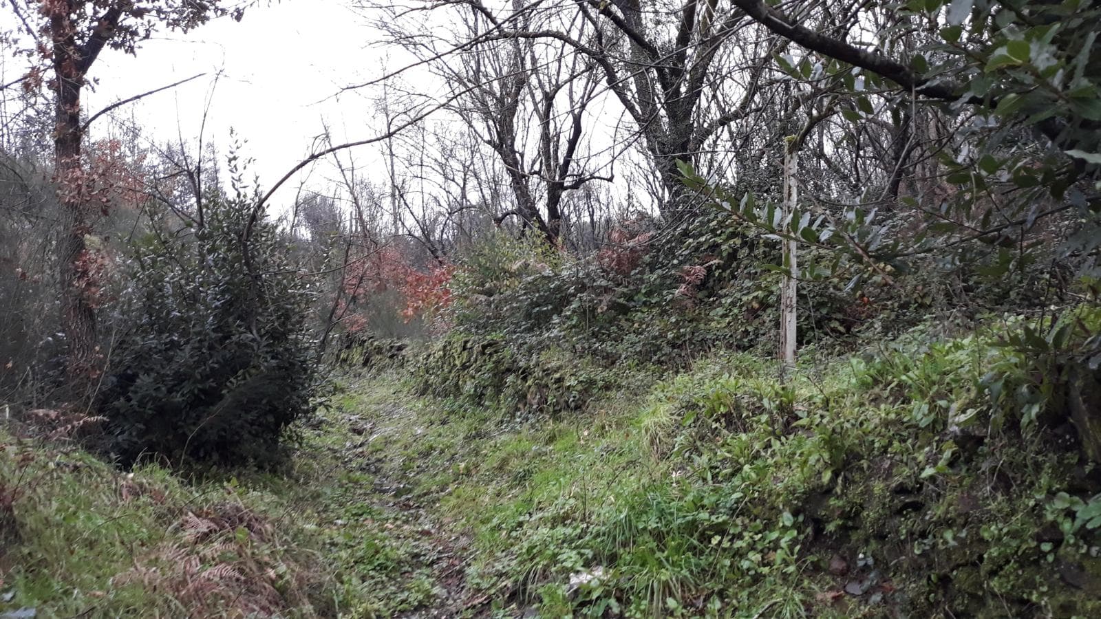 Moradia + Terrenos · Arganil — imagen 2