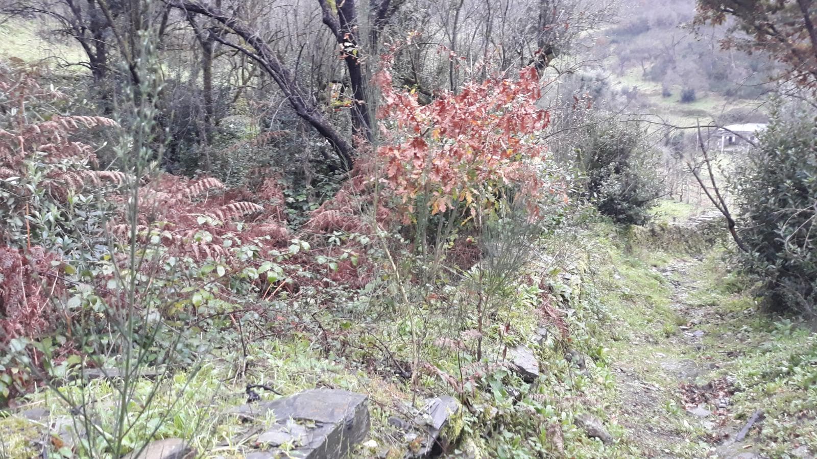 Moradia + Terrenos · Arganil — imagen 9