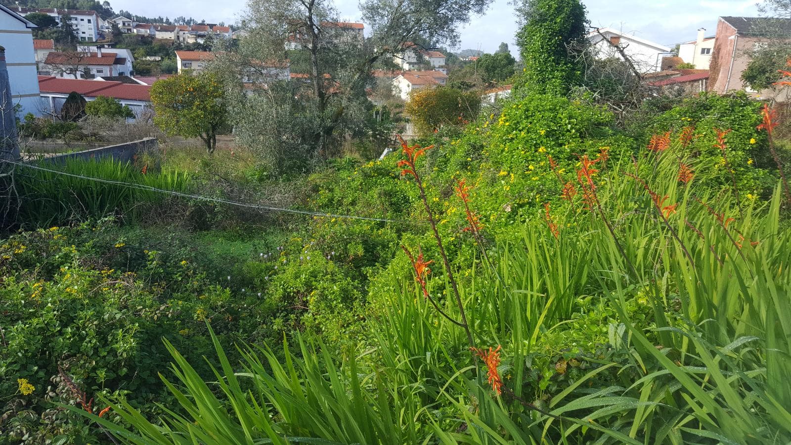 Moradias · Terreno · Coimbra — image 1