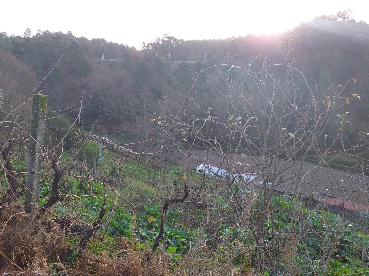 Terreno · Castro Daire — imagem 11