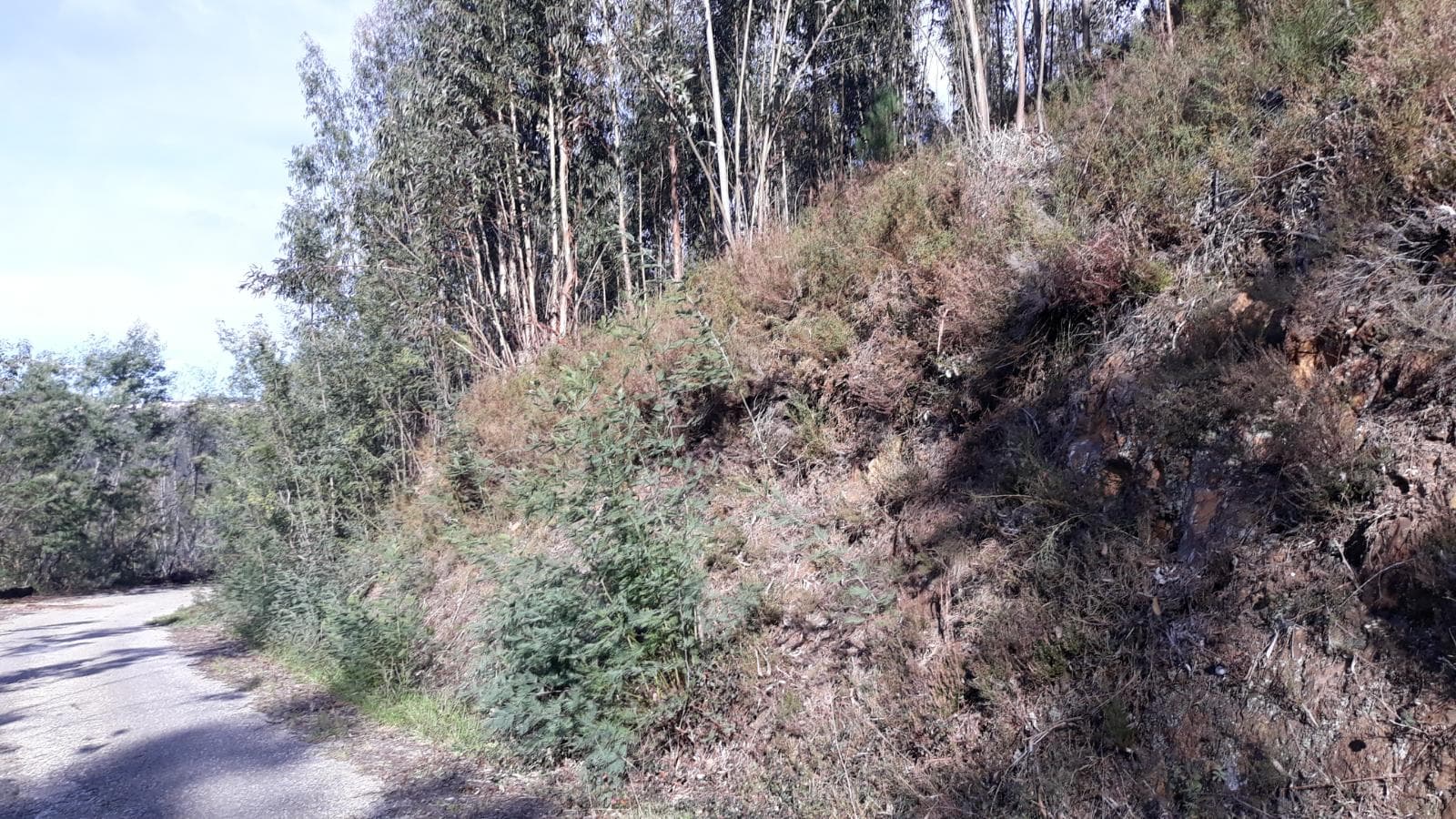 Terreno · Vila Nova de Poiares — imagem 2