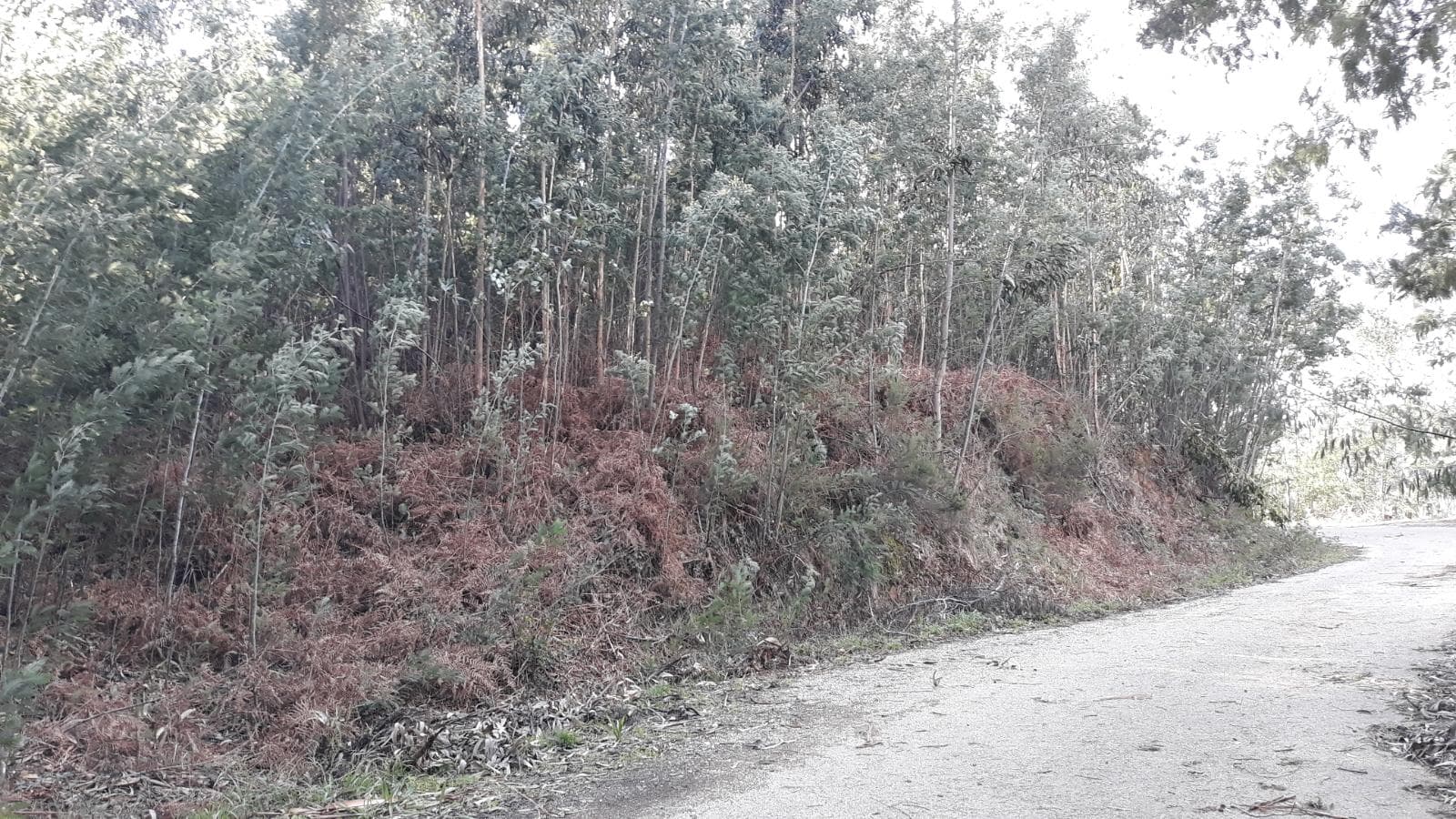Terreno · Vila Nova de Poiares — imagem 3