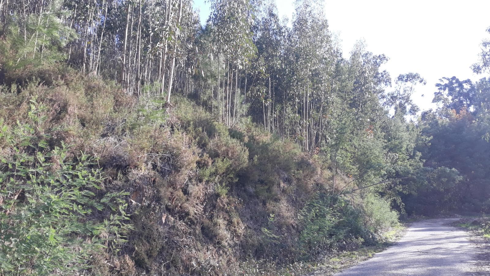 Terreno · Vila Nova de Poiares — imagem 1