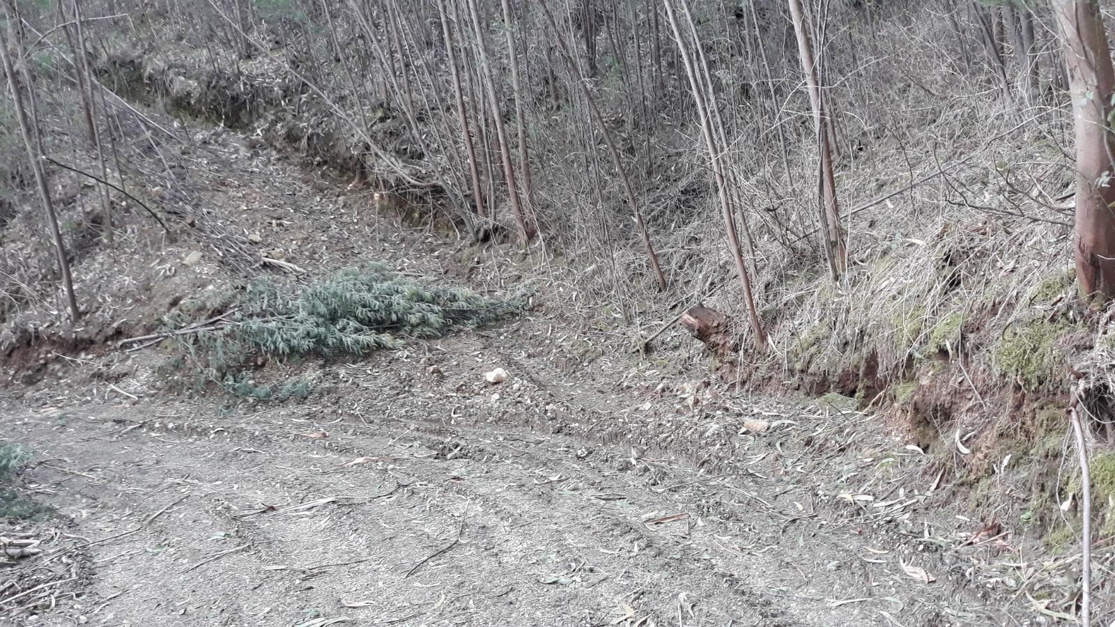 Terreno · Vila Nova de Poiares — imagem 3