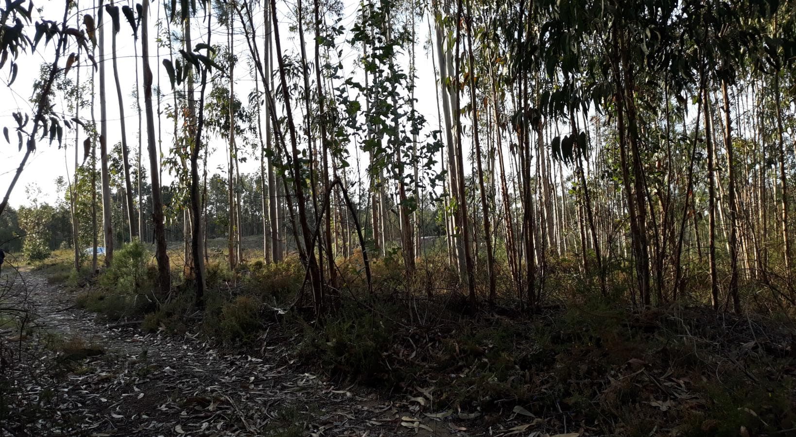 Meação Terreno · Pombal — imagem 2