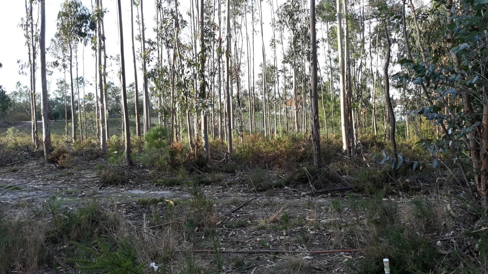 Meação Terreno · Pombal