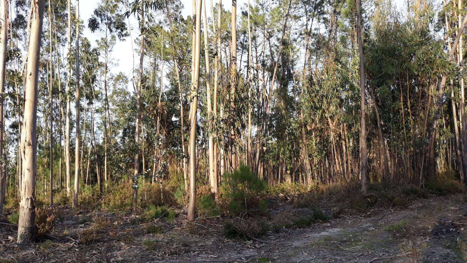Meação Terreno · Pombal — imagem 4