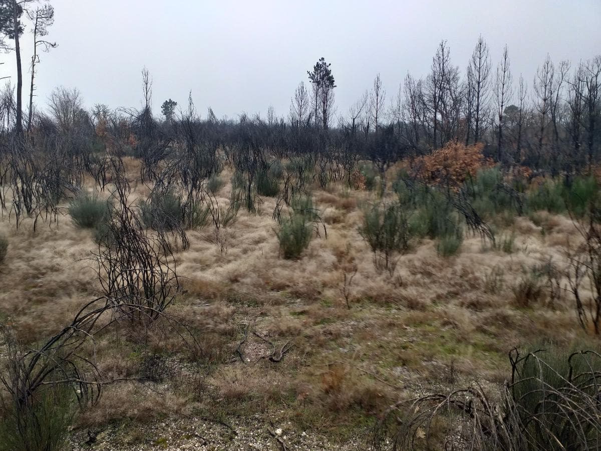 Terreno · Guarda — imagem 2