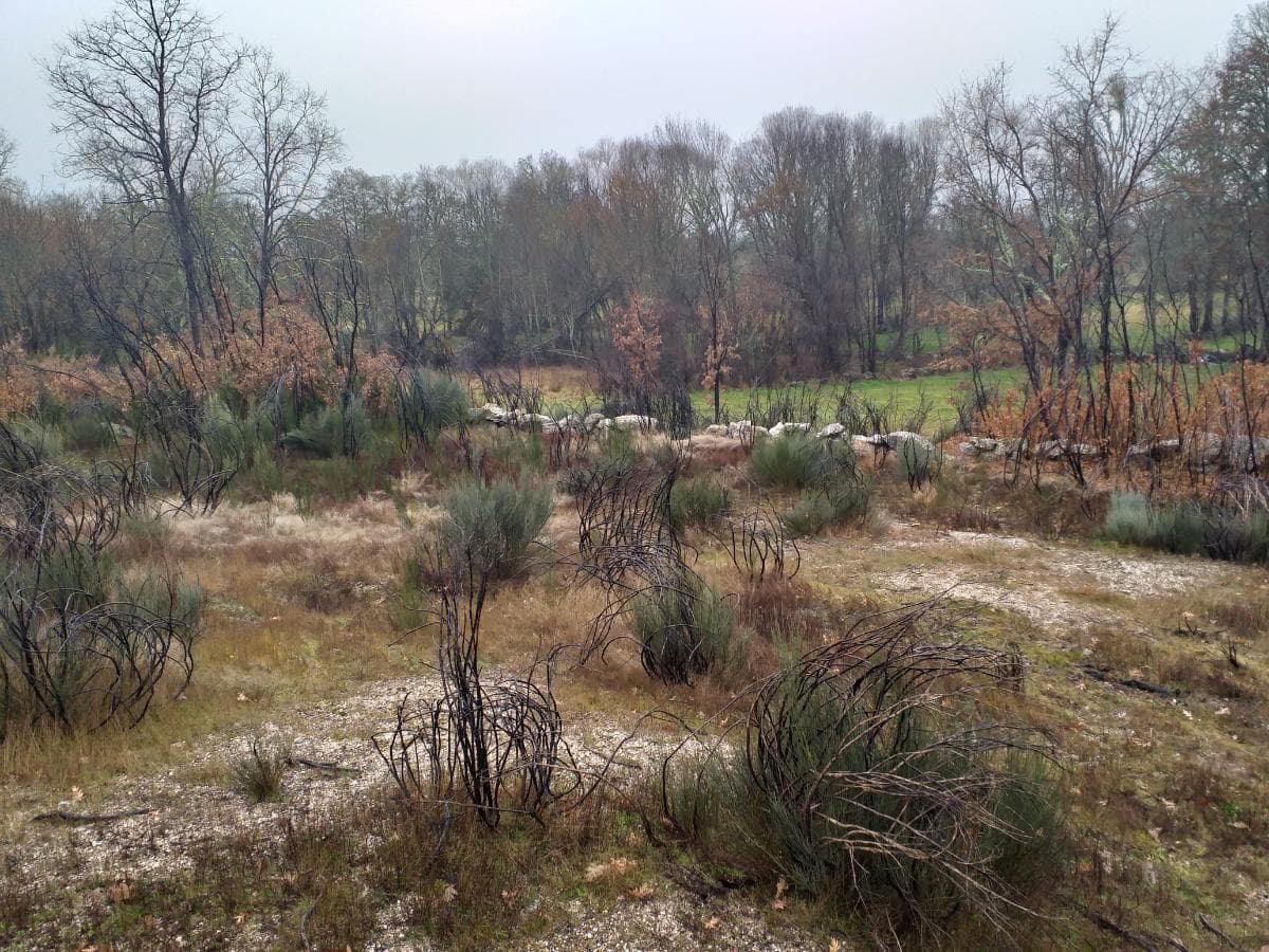 Terreno · Guarda — imagem 3