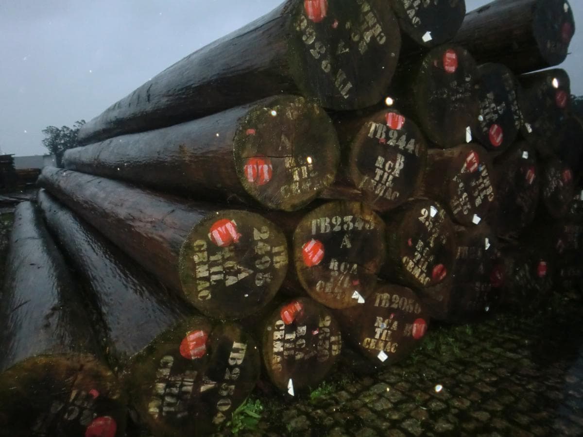 Madeira — imagem 1