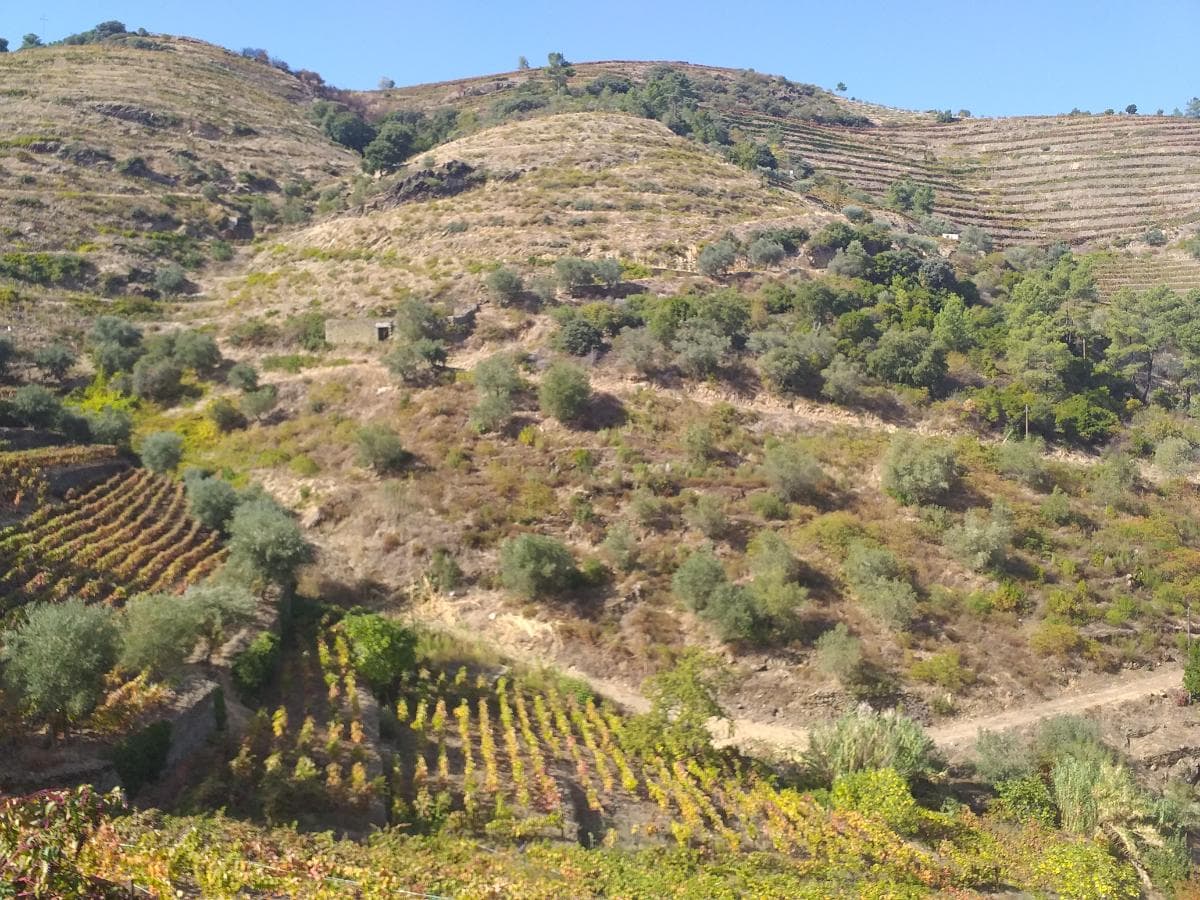 Nua Propriedade de Terreno  · Alijó — imagem 1