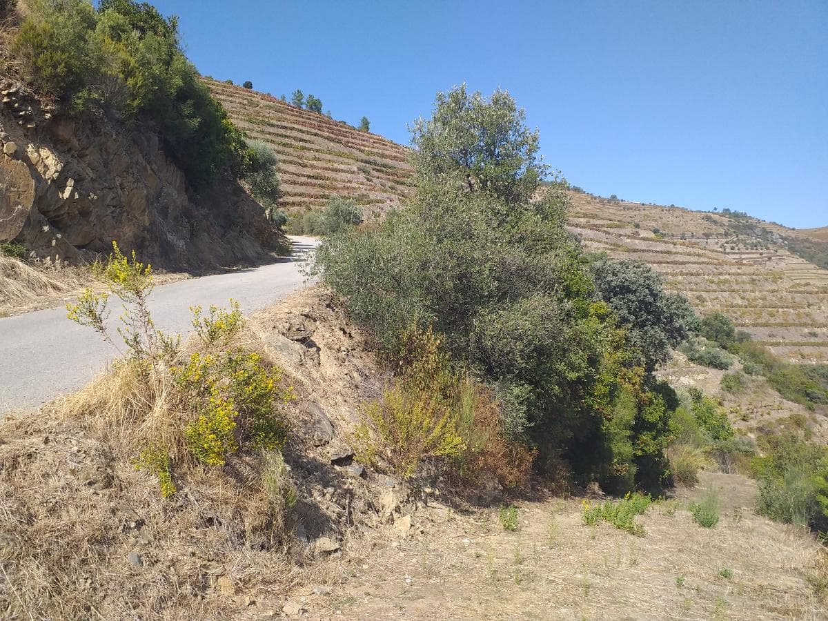 Nua Propriedade de Terreno  · Alijó — imagem 2