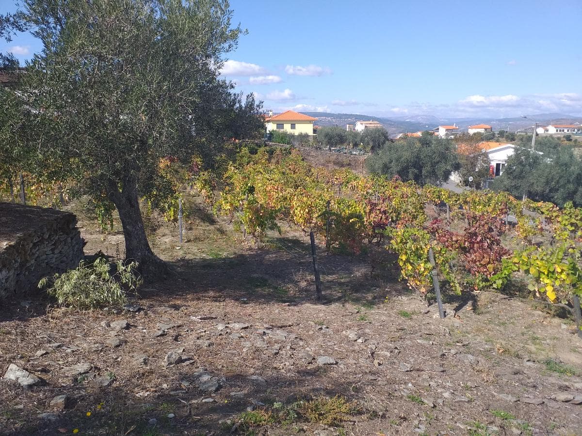 Nua propriedade de Terreno  · Alijó