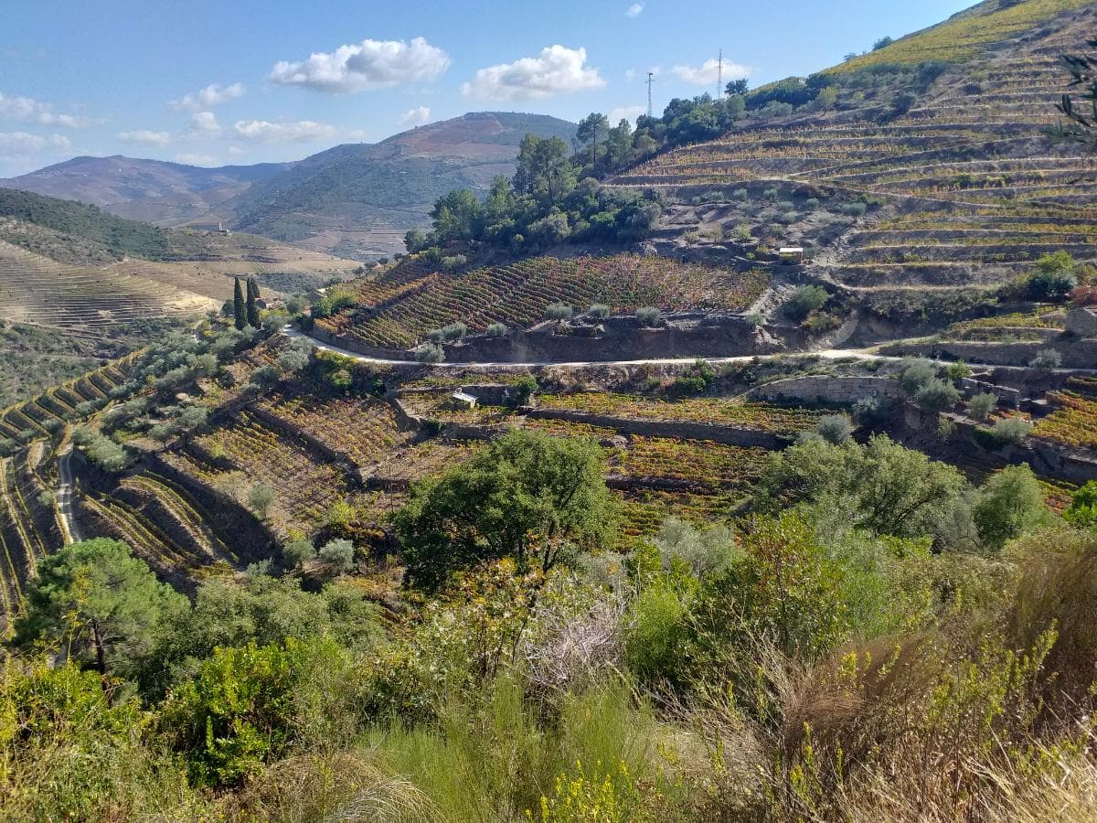 Nua propriedade de Terrenos · Alijó
