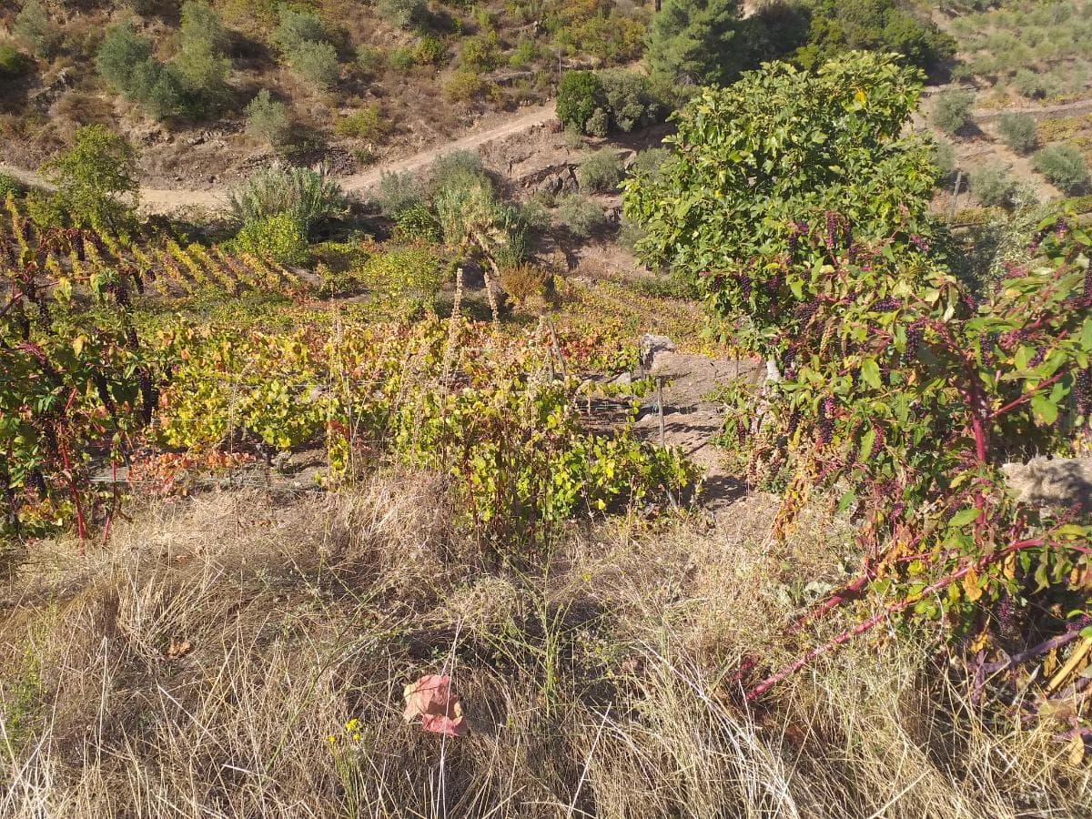 Nua propriedade de Terrenos · Alijó — imagen 6