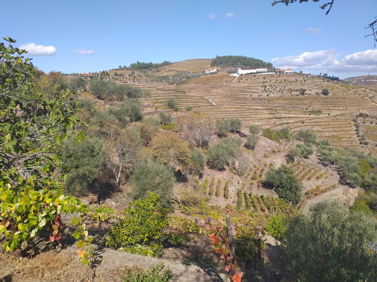 Nua propriedade de Terreno  · Alijó